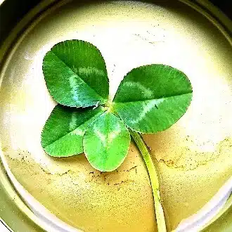 ひのでたろう：（ひのでたろうセキュアブランド）