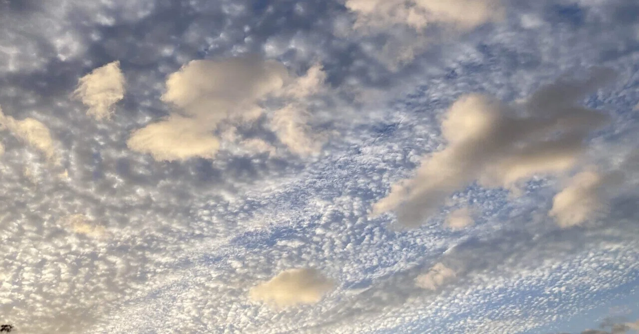 今朝の空は鰯雲と羊雲｜forestchild