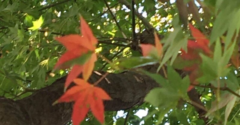 移りゆく秋の空　秋の小石川植物園