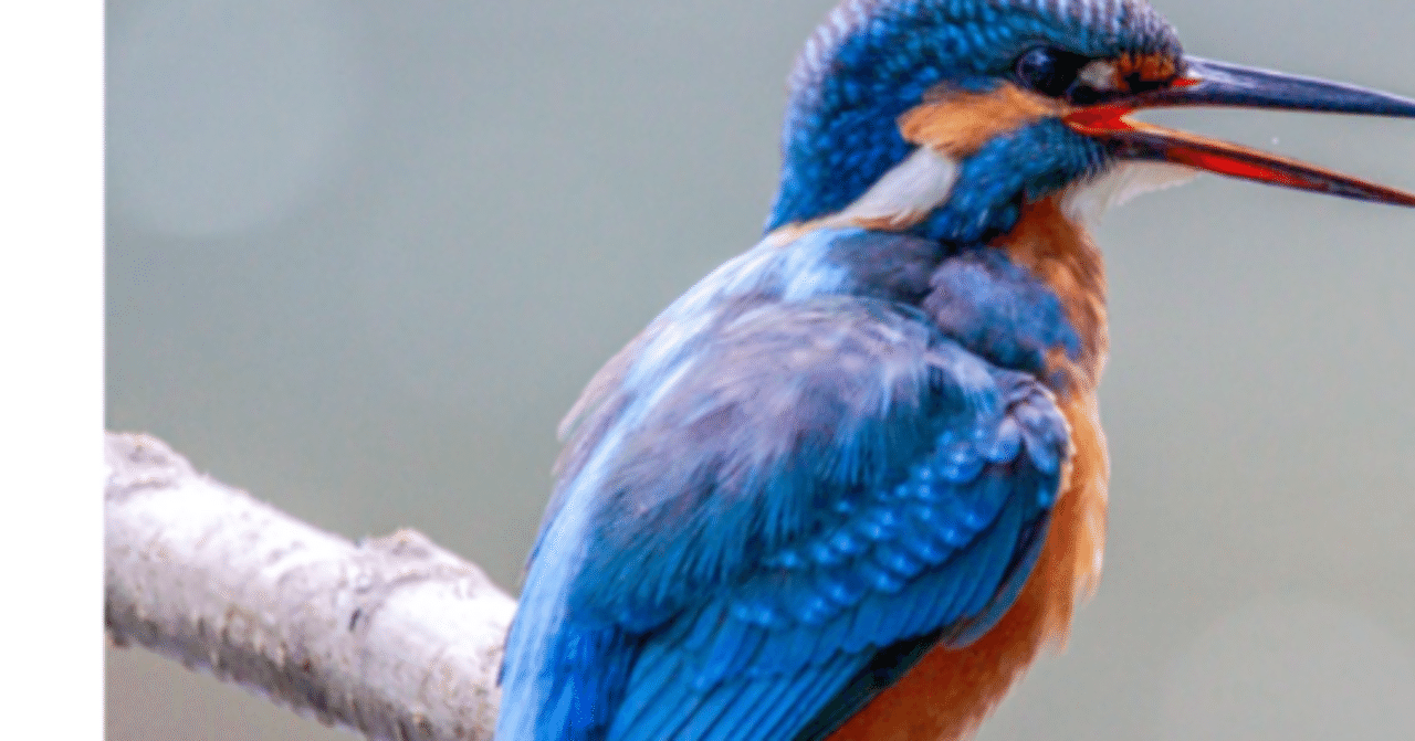 翡翠 カワセミ】｜七色アガサnanairo_agasa 