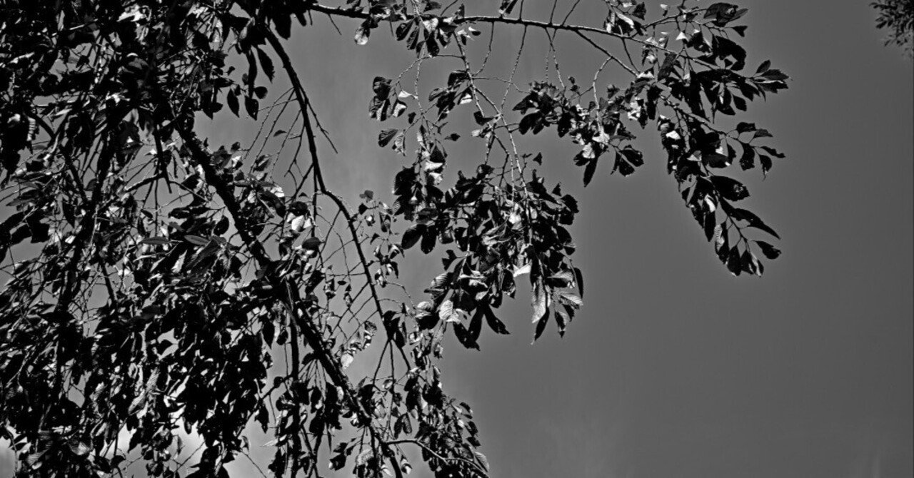 凡庸雑記「白と黒」モノクロ写真をもっと撮らなくてはと思う日々｜kpaxs