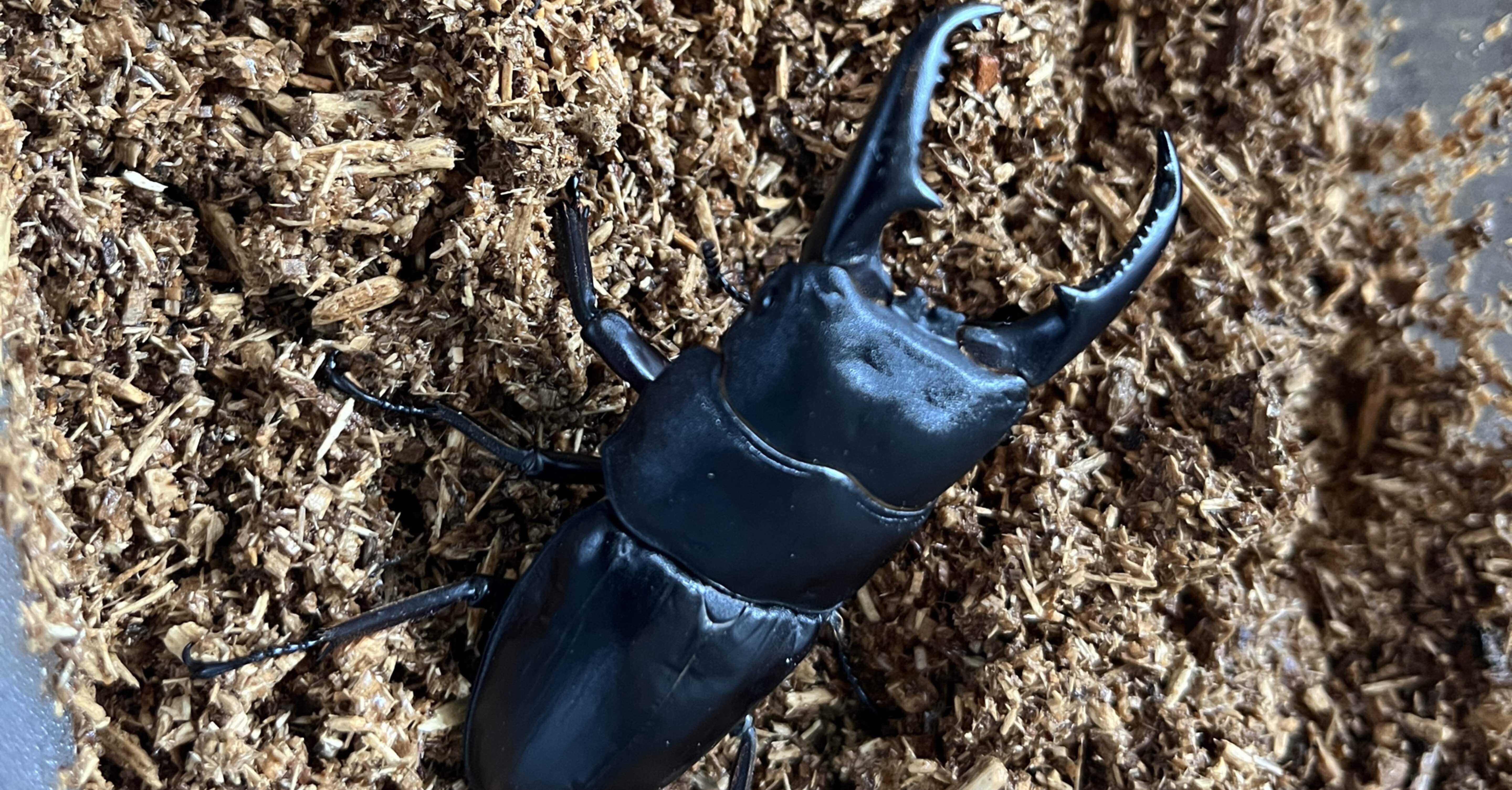 ツシマヒラタクワガタ❗️ 〜その七｜クワガタおじさん