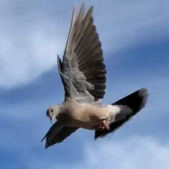 ほりべえ