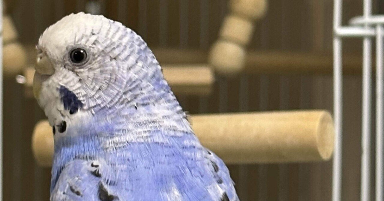 あおちゃん｜a-ru