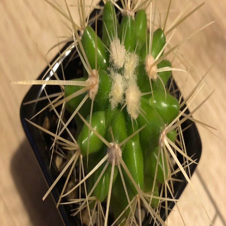 我が家のミニサボテン成長記録（金鯱・金晃丸）｜もぐ