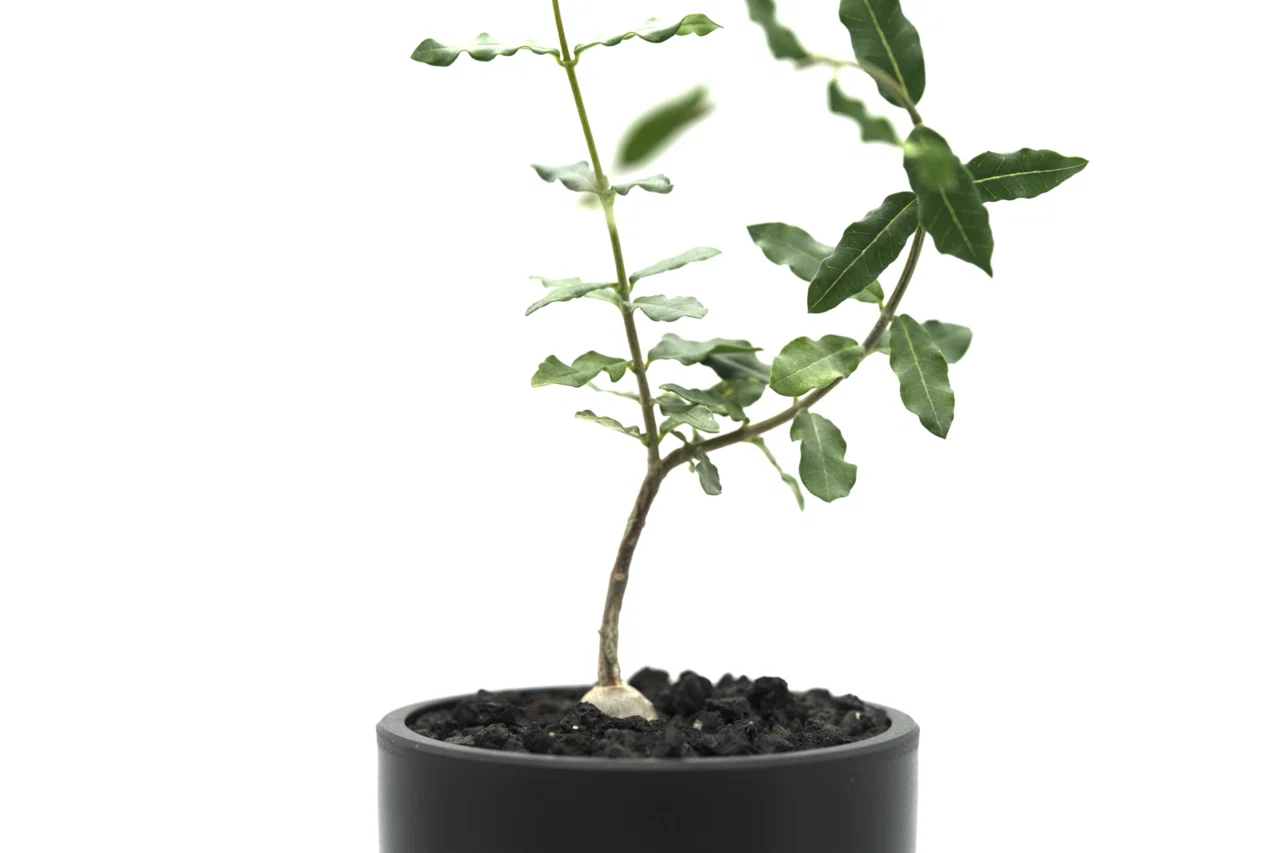 フォッケア エデュリス 火星人 大株 多肉植物 フォッケア