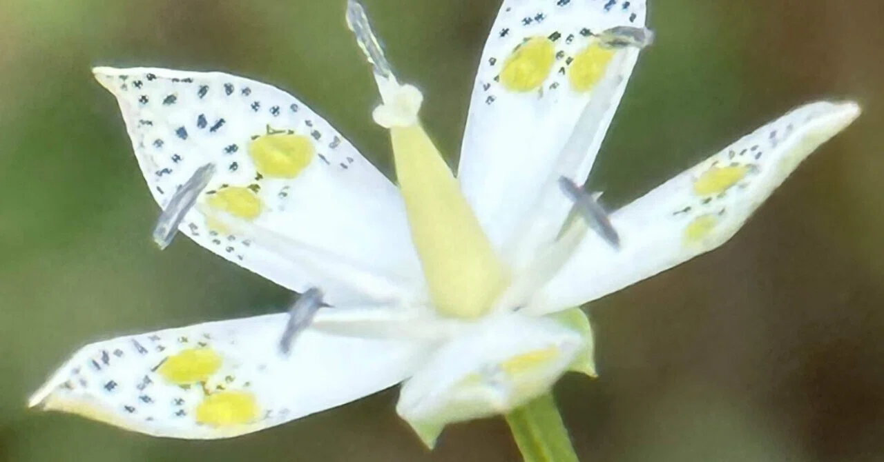 Swertia bimaculata: A beautiful flower named after the dawn sky｜EGGSEED