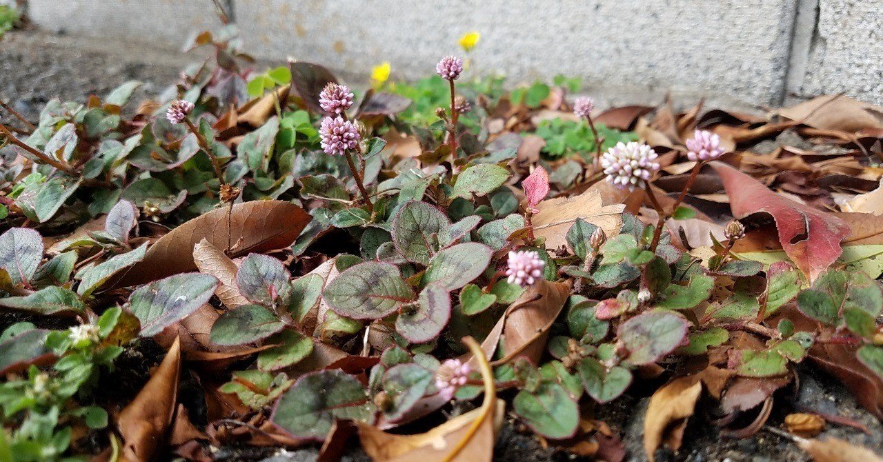 道草 6 道端の金平糖 ヒメツルソバ 匝 Meguru Note 道草 6 道端の金平糖 ヒメツルソバ 匝 Meguru Note