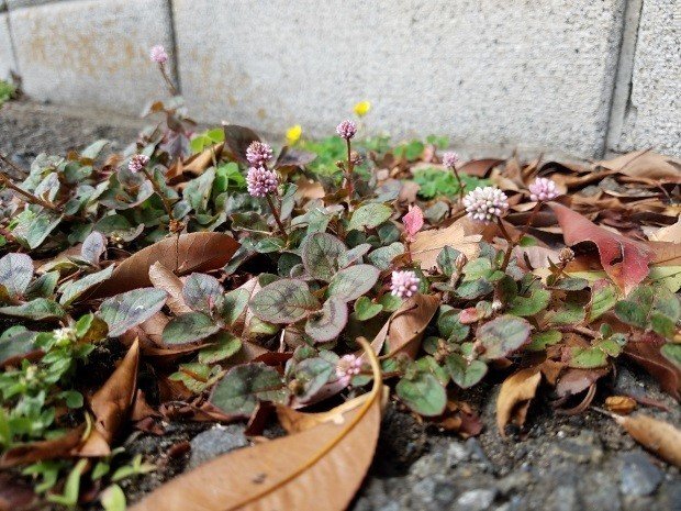 道草 6 道端の金平糖 ヒメツルソバ 匝 Meguru Note 道草 6 道端の金平糖 ヒメツルソバ 匝 Meguru Note