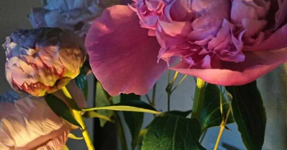 人は最終的に甘い匂い 火葬場から愛をこめて 桐島黒江 Note