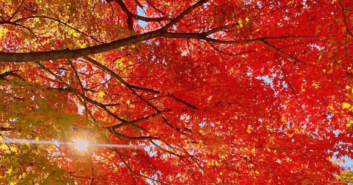 タイ語】日本の秋 ฤดูใบไม้ ร่วง ｜北さんの社労士塾