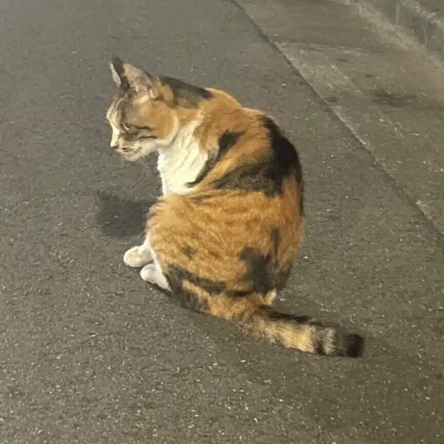 いとう
