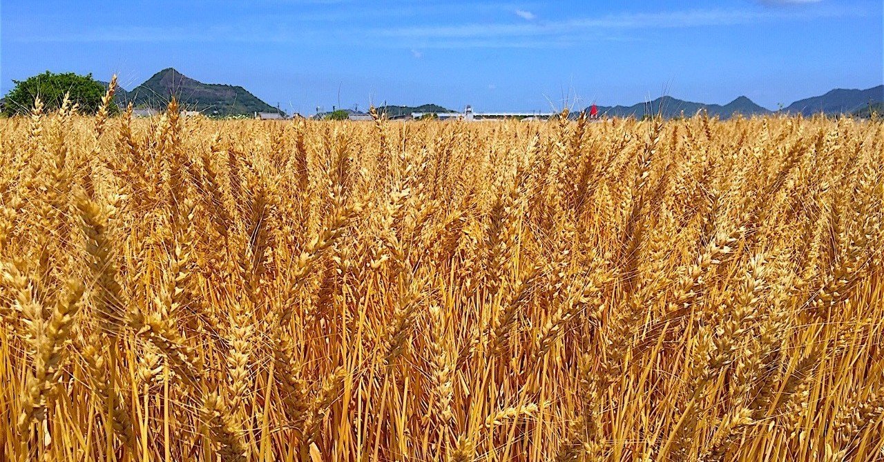 稲穂と麦穂 水紀 佑 Cosmosways Note