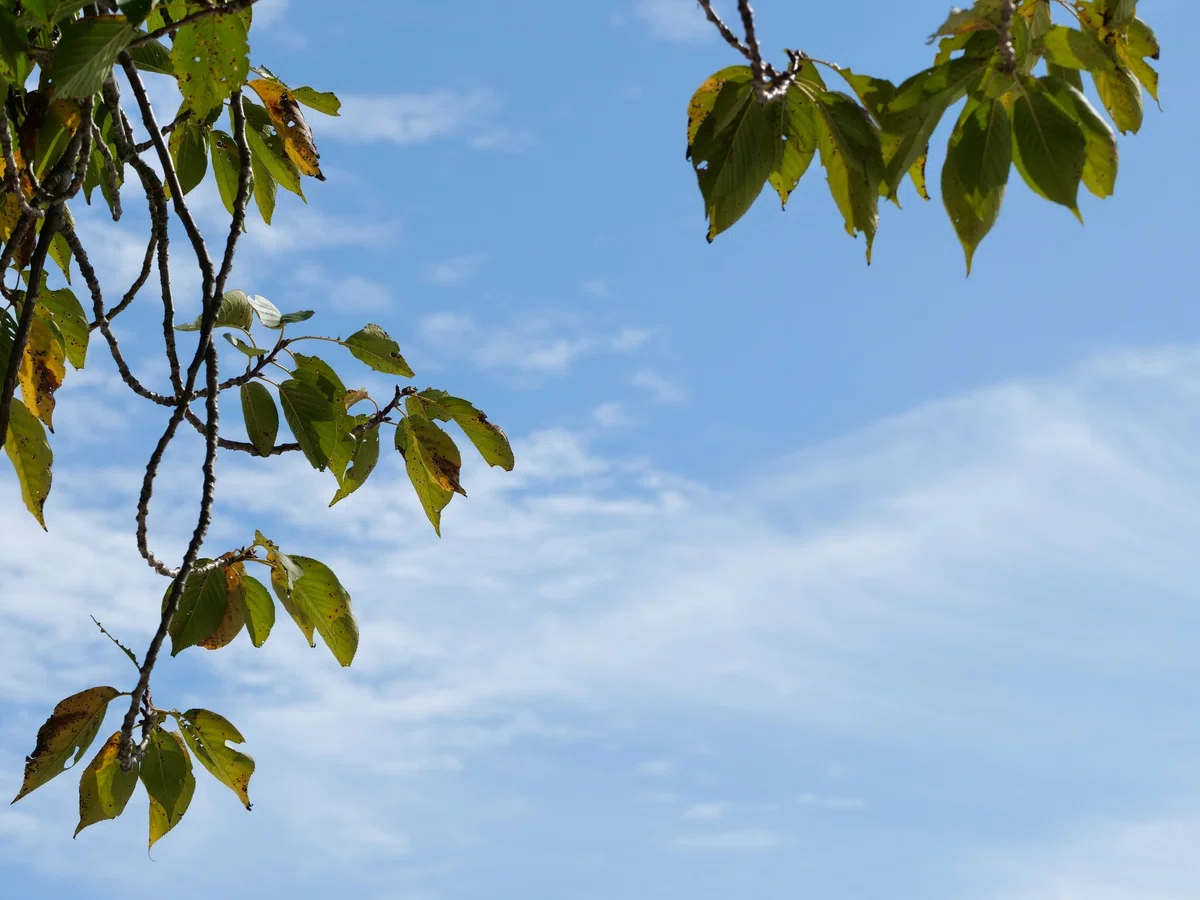 空を仰く気分になるくらいに過ごしやすくなりました。|Sakura