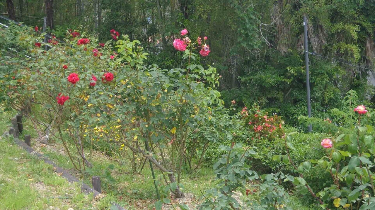 半田山植物園_5月28日__明るい色のバラ