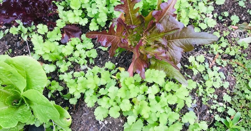 人と植物は似ている サトウ カエデ note