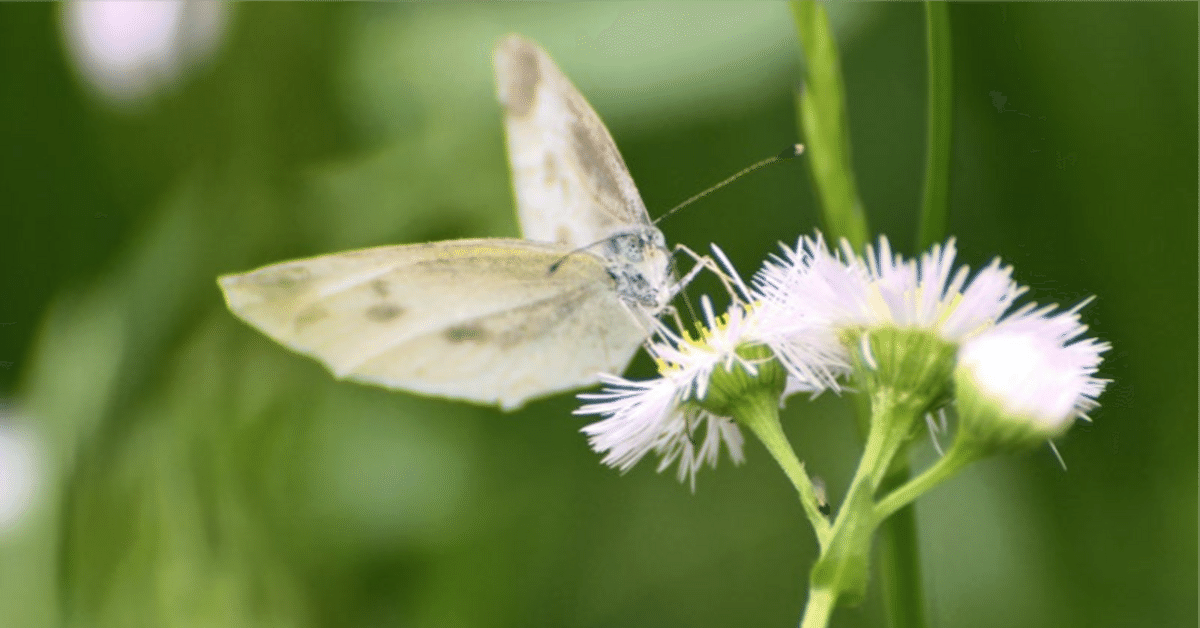 季節外れのモンシロチョウ（詩）｜水木三甫