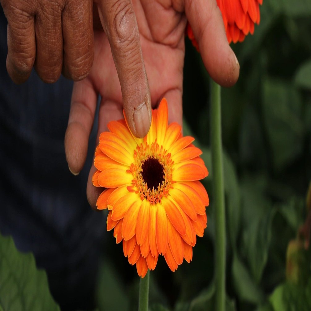 ガーベラ栽培のプロ集団【浜松ミクロ散歩 「ガーベラ」前編】｜浜松