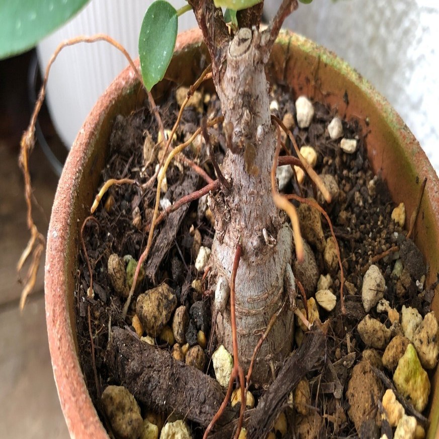 うちの10鉢の小さなガジュマルたち｜穂の気ままライフ