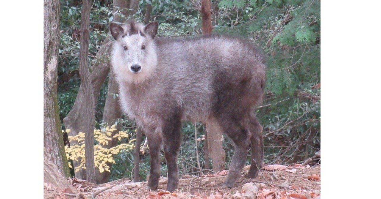 10月9日（月）「有害鳥獣・ニホンカモシカ」｜おおたま