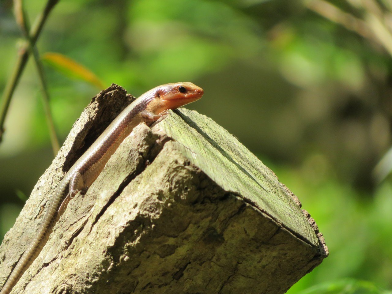 カナヘビの飼育について 青丹 Note カナヘビの飼育について 青丹 Note