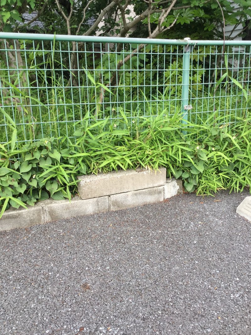 カナヘビの飼い方 Macraei Note