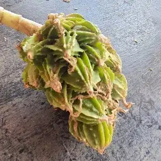 ラリアット勾玉