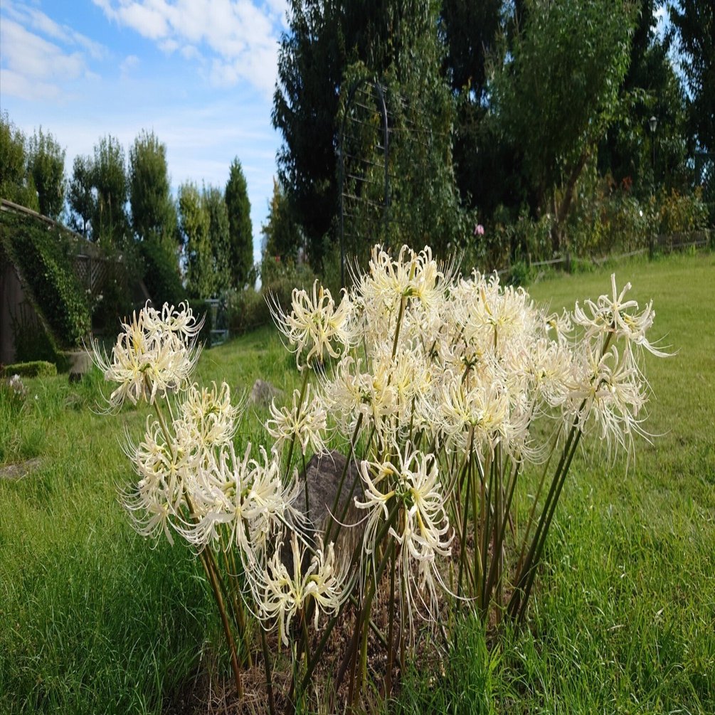 彼岸花 西宮市 鳴尾浜臨海公園2022年10月11日【彼岸花,ススキ】｜レタス