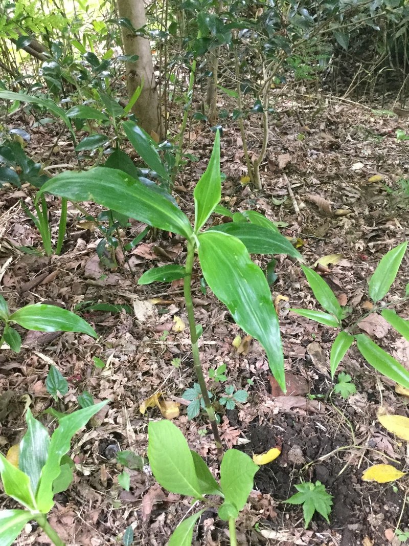 野草食日記 55 夏向きの美味しい野草 ミョウガタケとヤブミョウガ 見分け方のポイント なな艸 Note