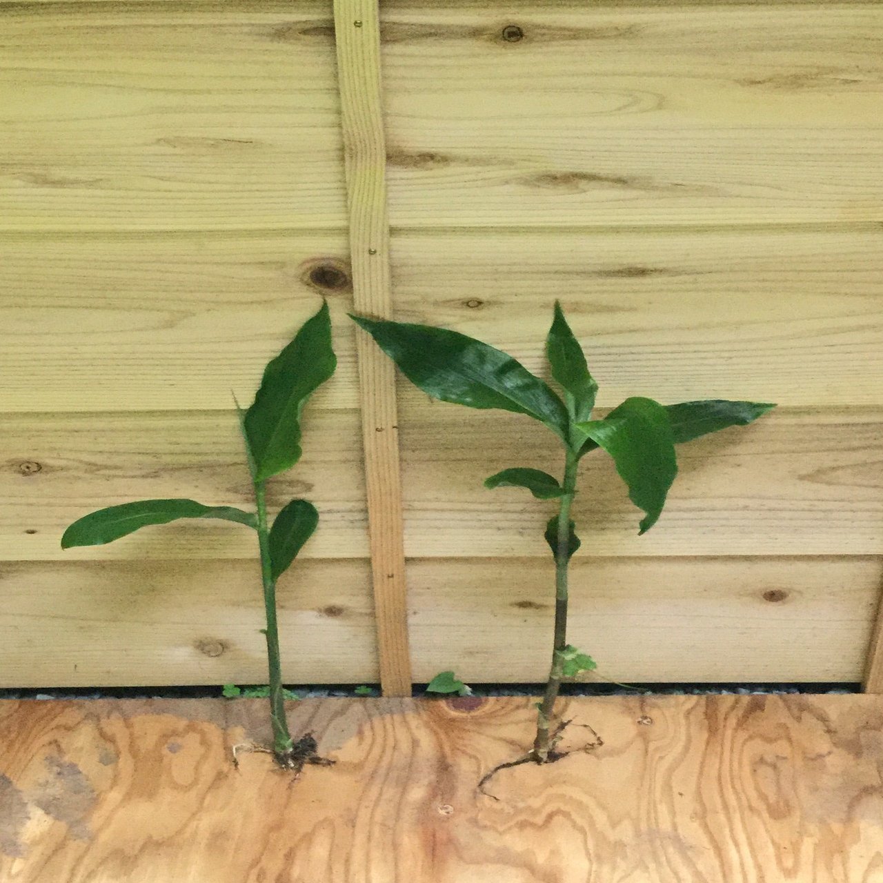 野草食日記 55 夏向きの美味しい野草 ミョウガタケとヤブミョウガ 見分け方のポイント なな艸 Note