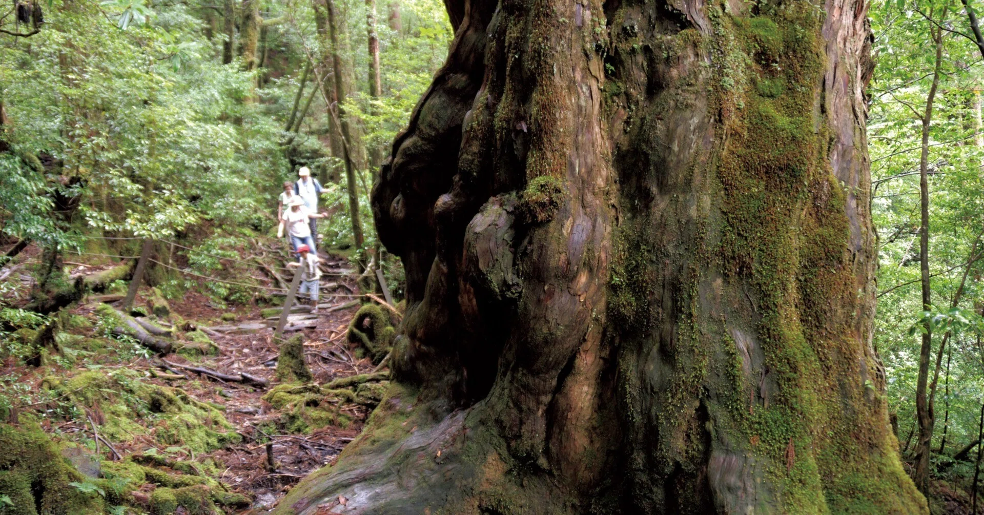前編〉次世代に伝えたい旅 ～日本が誇る世界自然遺産～｜SAISON NEWS