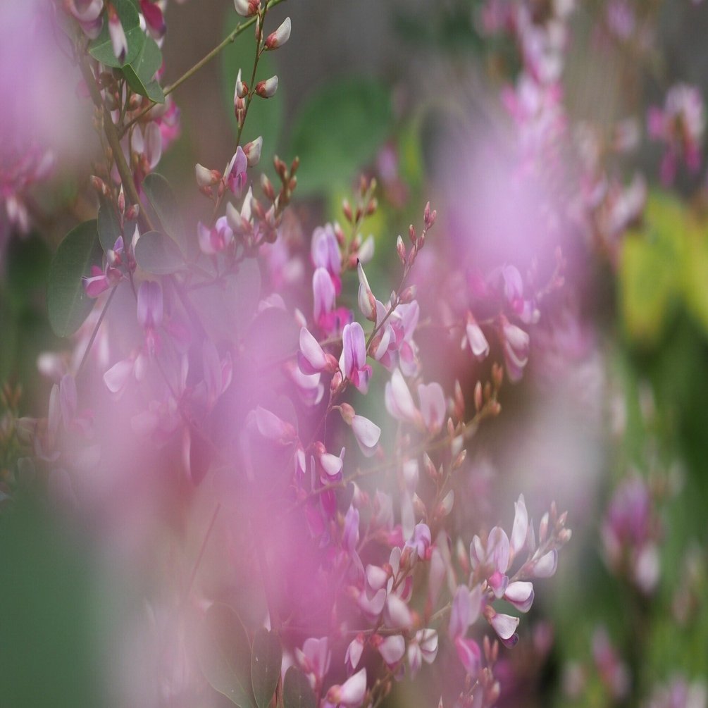 秋のお散歩日記 萩の花ふたたび｜shimaiku
