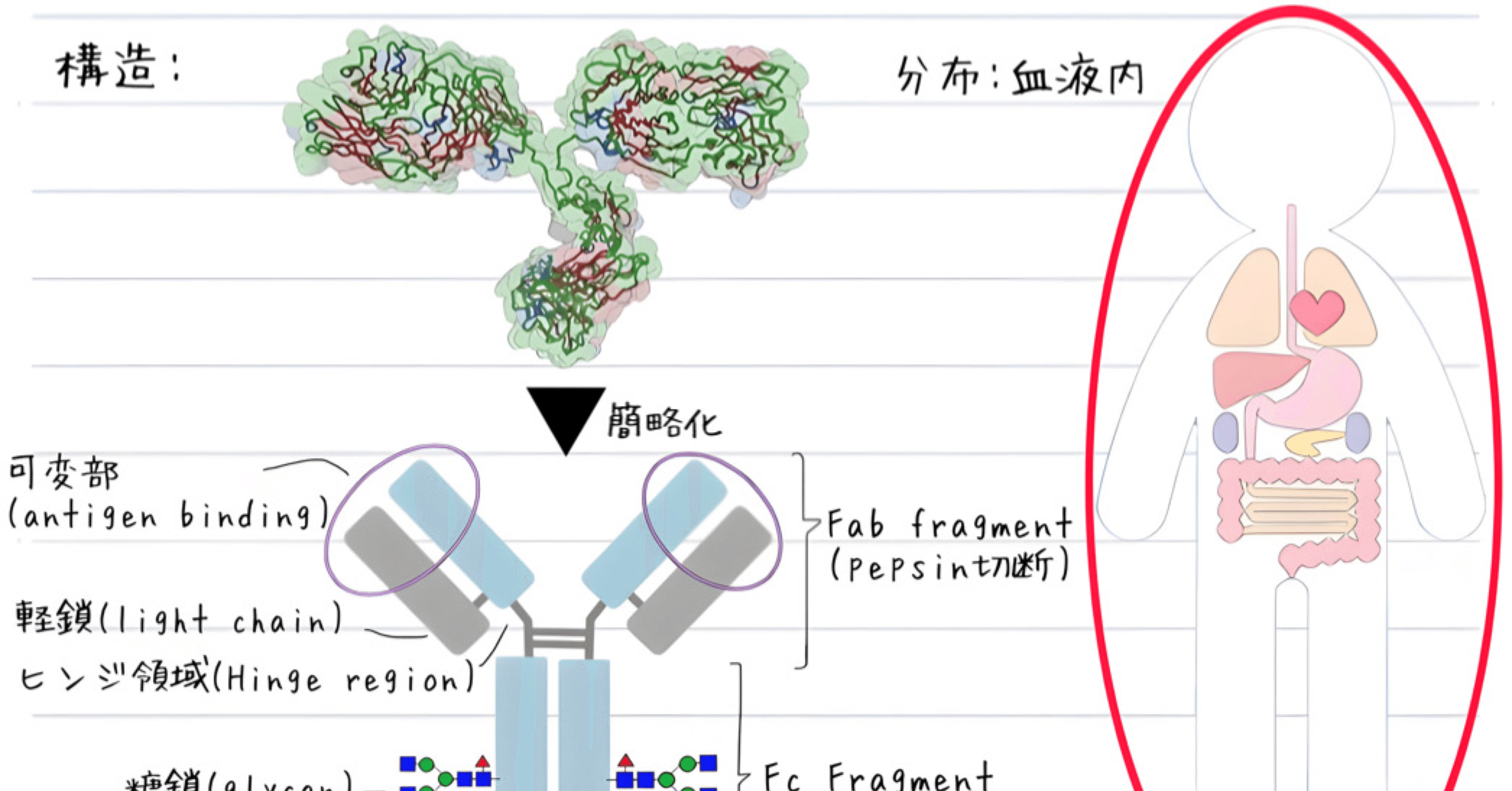 免疫グロブリンの定量 (検査と技術 10巻6号) | 医書.jp