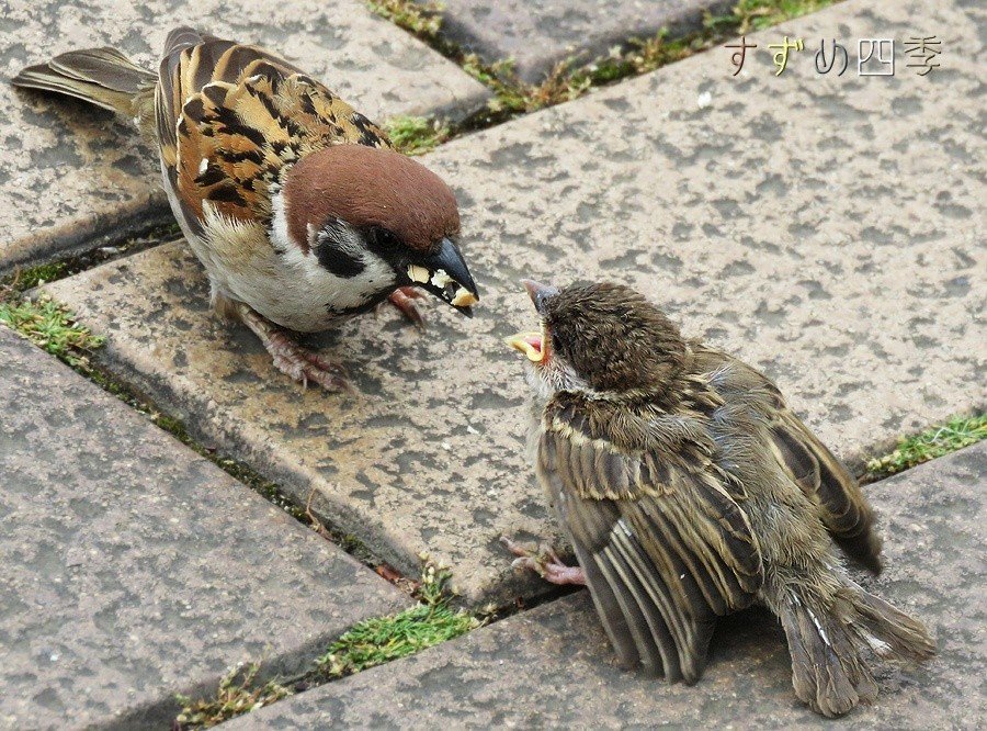 スズメ スズメ - Wikipedia