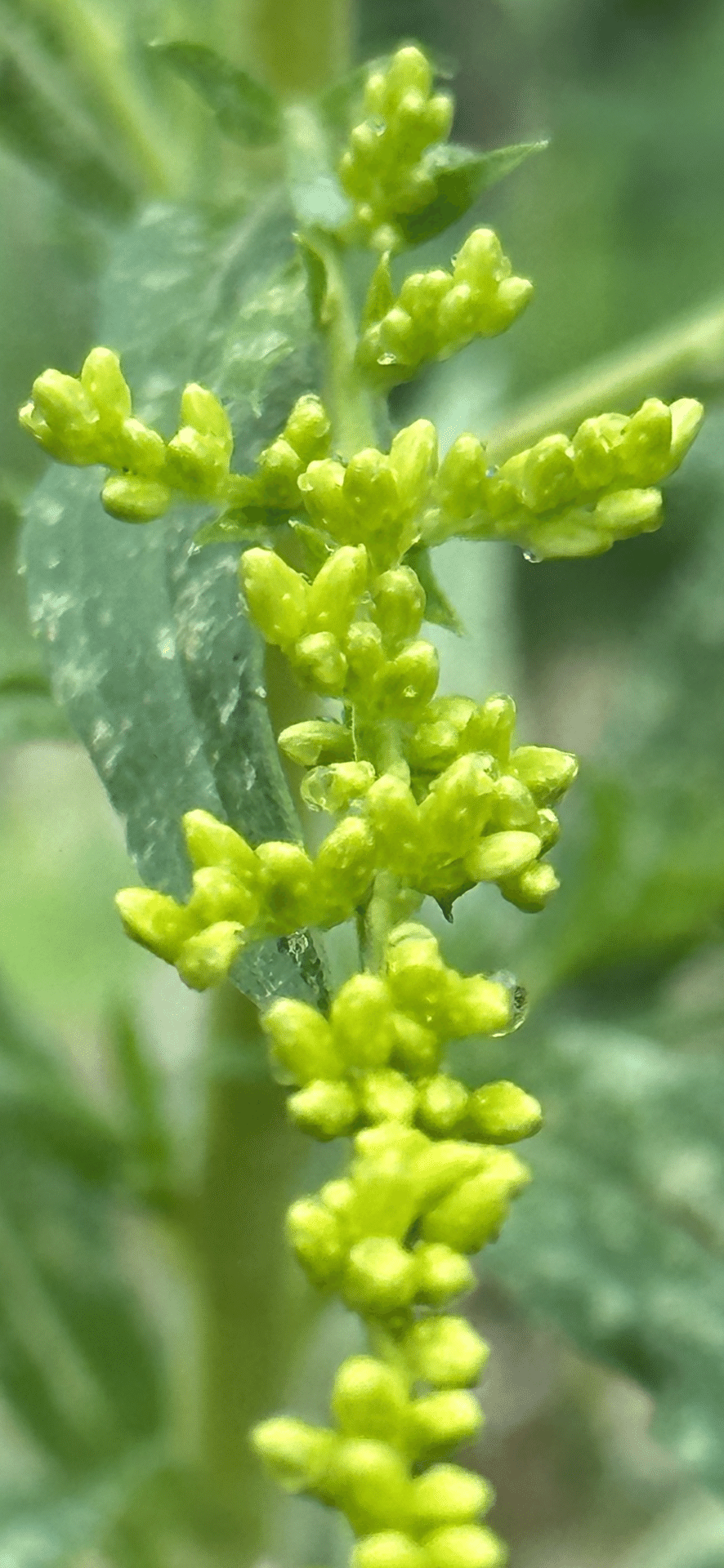 【天然ハーブ】背高泡立草　セイタカアワダチソウ1kg 個包装80個前後 背高泡立草（セイタカアワダチソウ） | 有限会社トミタ