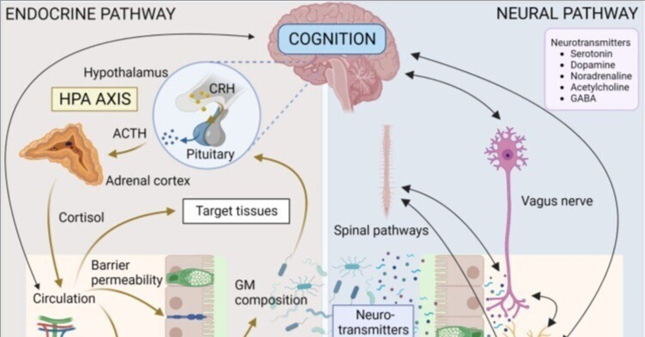 認知のシグナル伝達：腸内細菌叢と視床下部-下垂体-副腎軸｜哉百名