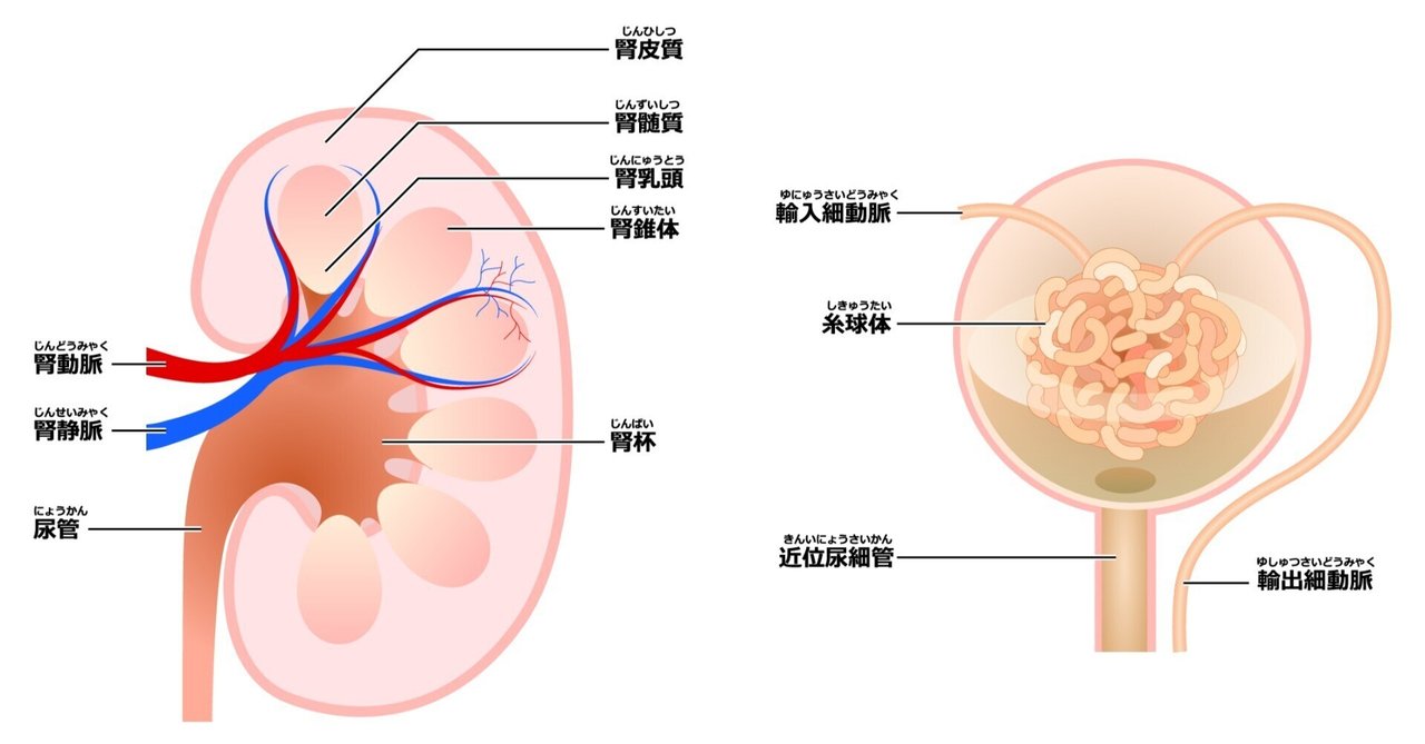 糸球体腎炎の原因、所見、症状、現代医学の治療、東洋医学の治療（漢方など）をまとめてみました。