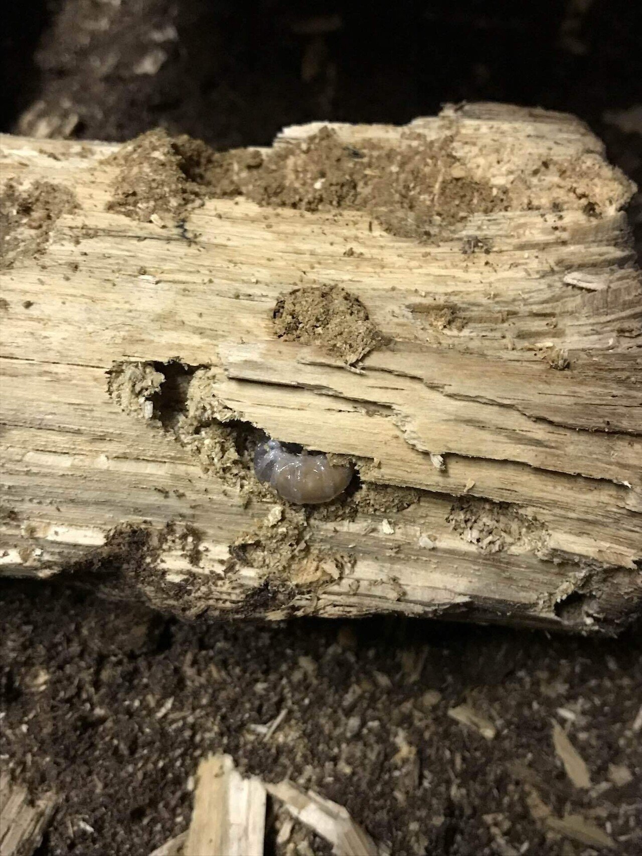 ■D.オーベルチュール(ブルータイプ)■初令幼虫 合計 4匹 セット■ オーベル２