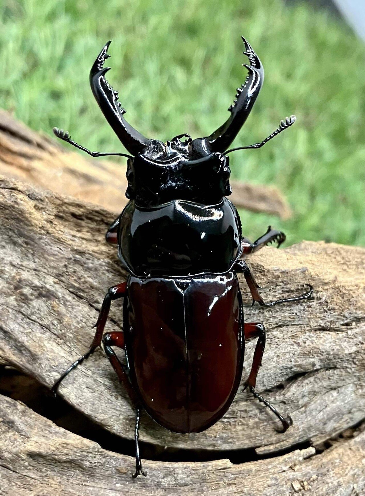 オベルチュールクワガタモドキ 65mm up 標本 オベルチュールクワガタ