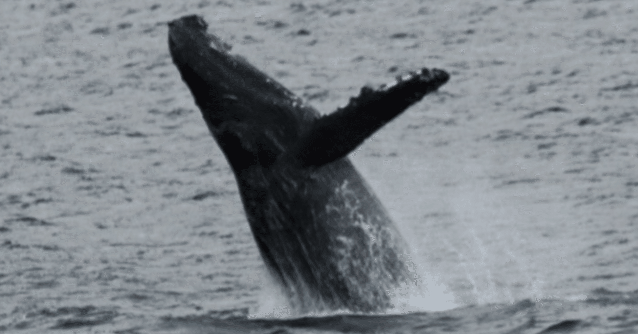 水の生き物 The Lost Universe 古代の巨鯨たち①クジラの始まり｜美原さつき