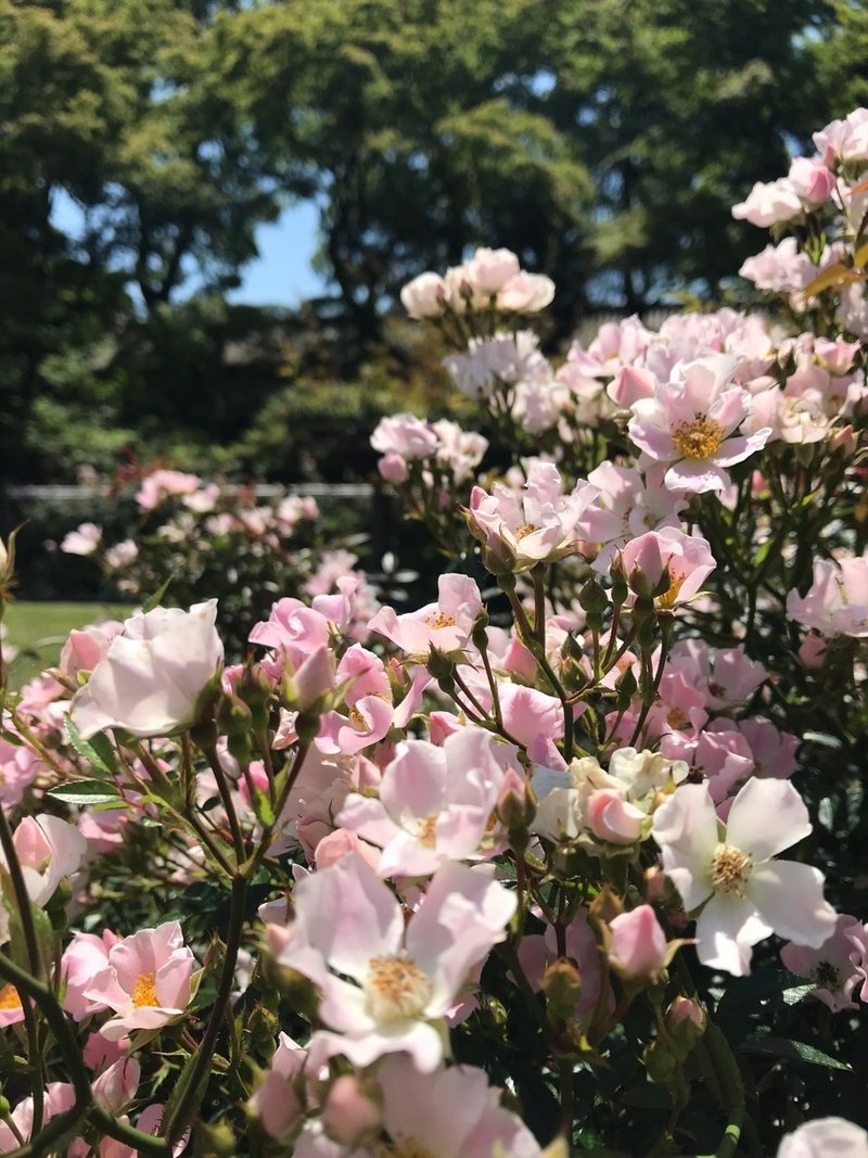 皇居東御苑のバラ園 マンボウ Note