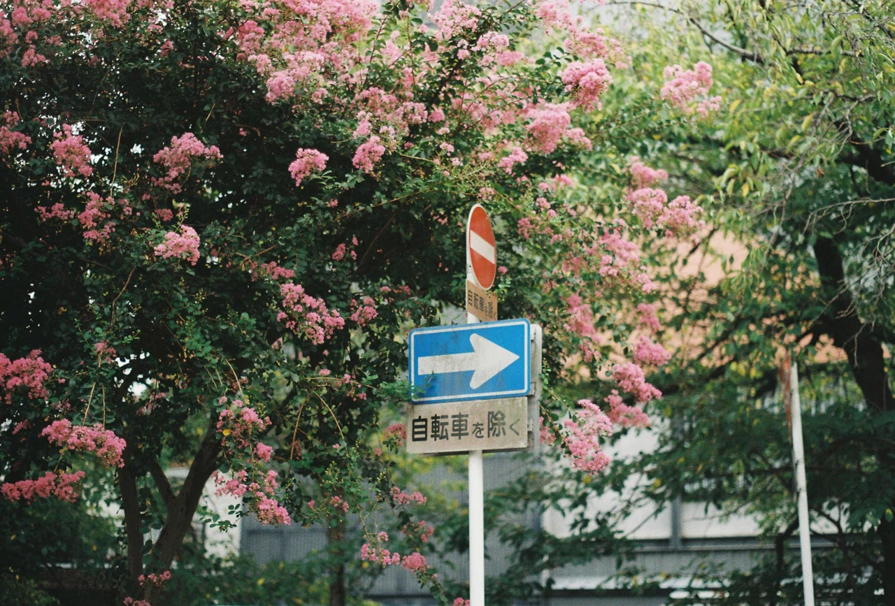 ASAHI PENTAX SP 一眼レフカメラ 実写作例あり ASAHI PENTAX SP 一眼