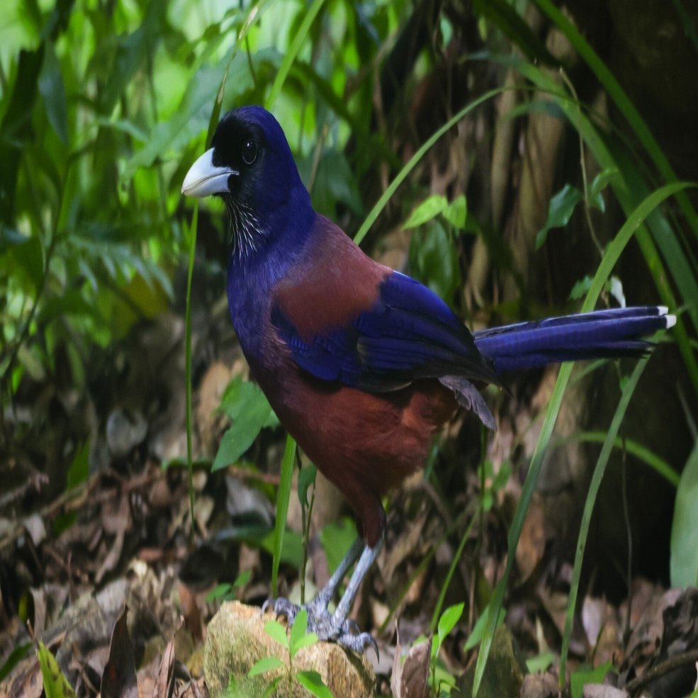 2023.09.21 奄美大島 Amami birding ②奄美自然観察の森｜yoko