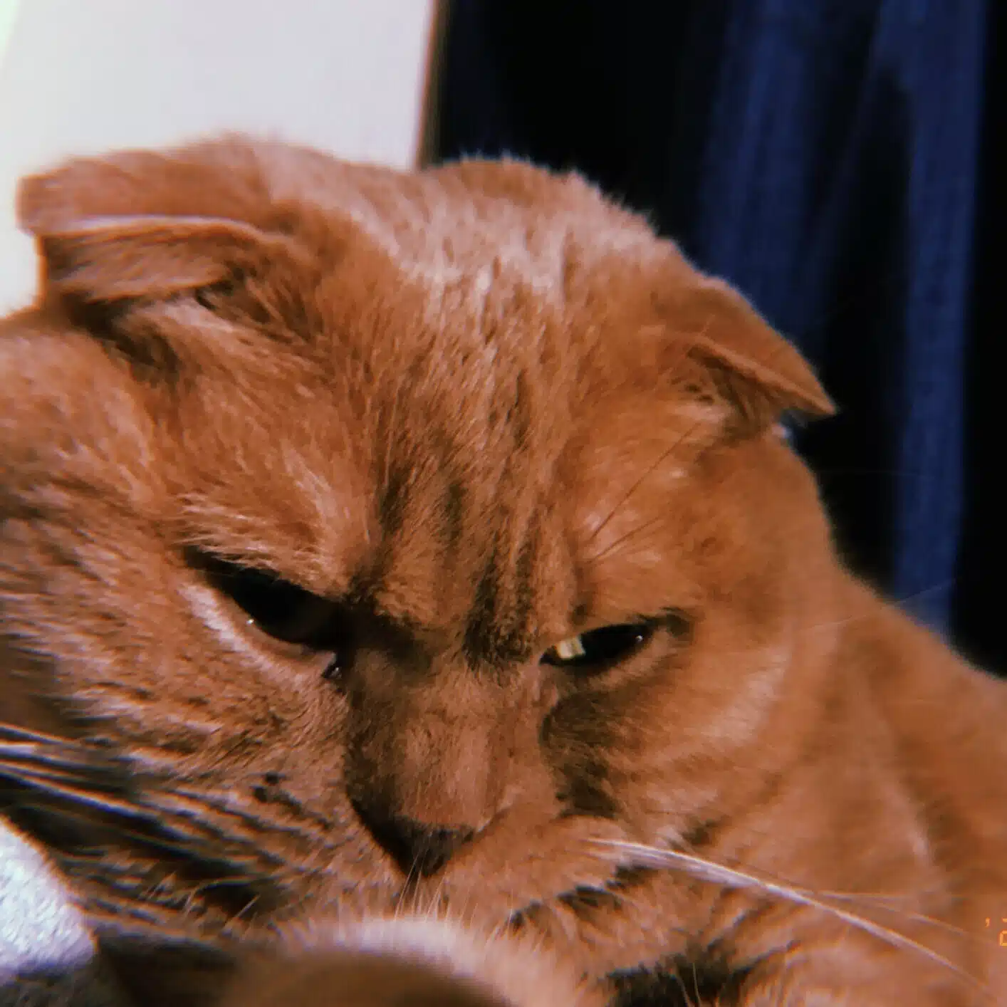 mochi