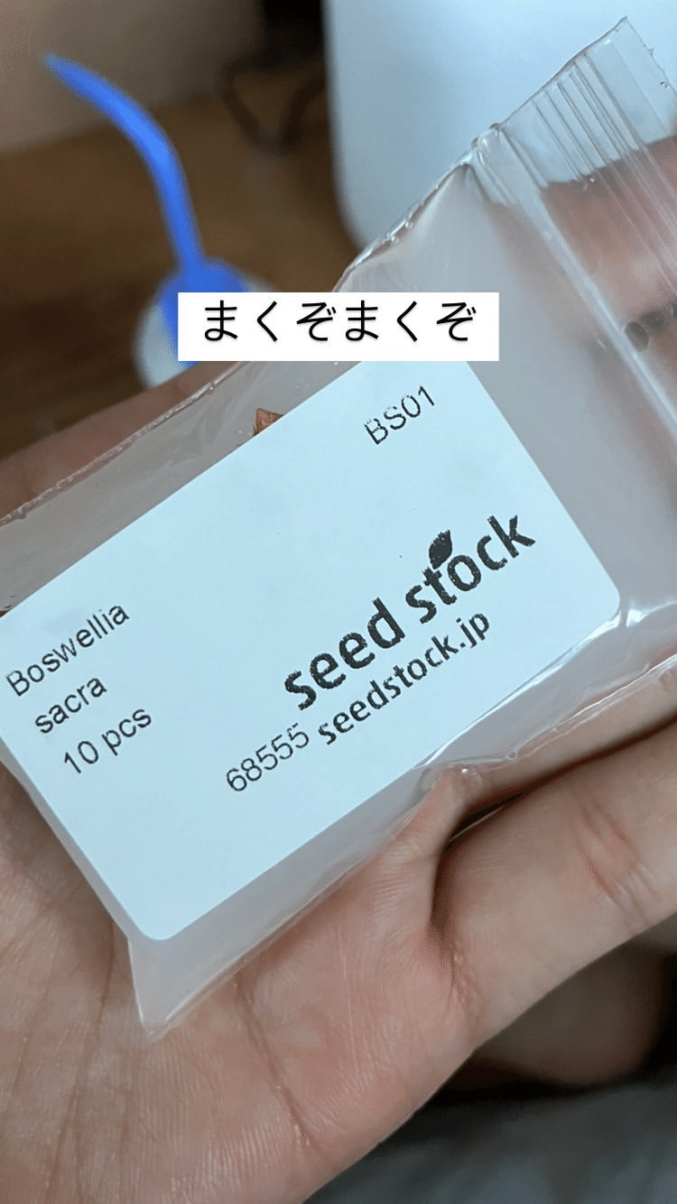 ボスウェリア・サクラの実生記録(2023.7.12〜)｜きりん