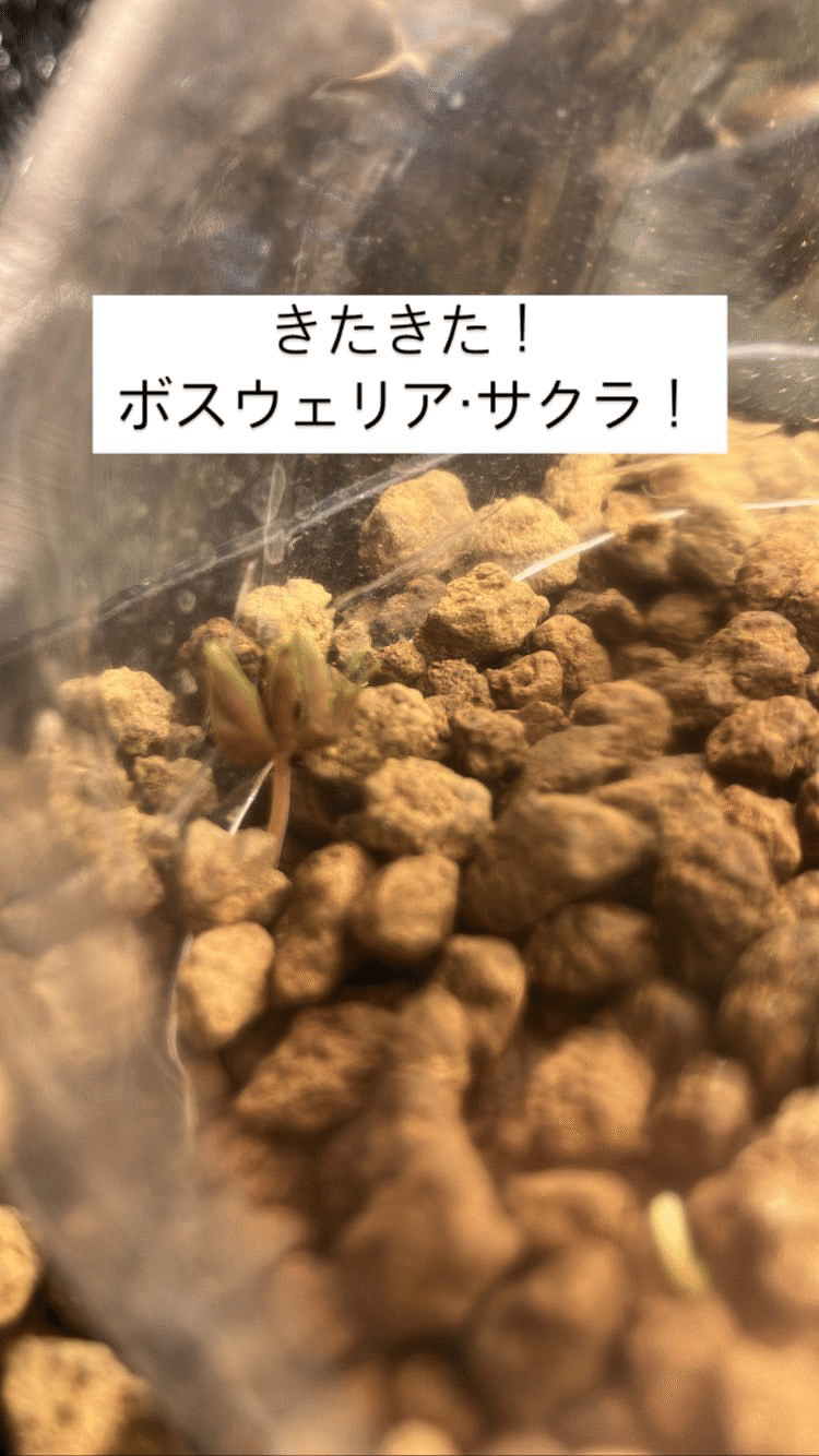 ボスウェリア・サクラの実生記録(2023.7.12〜)｜きりん
