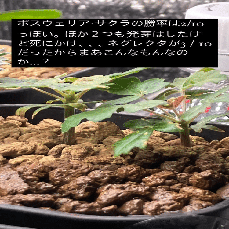 ボスウェリア　サクラ　実生 fit=scale-down,w=1200