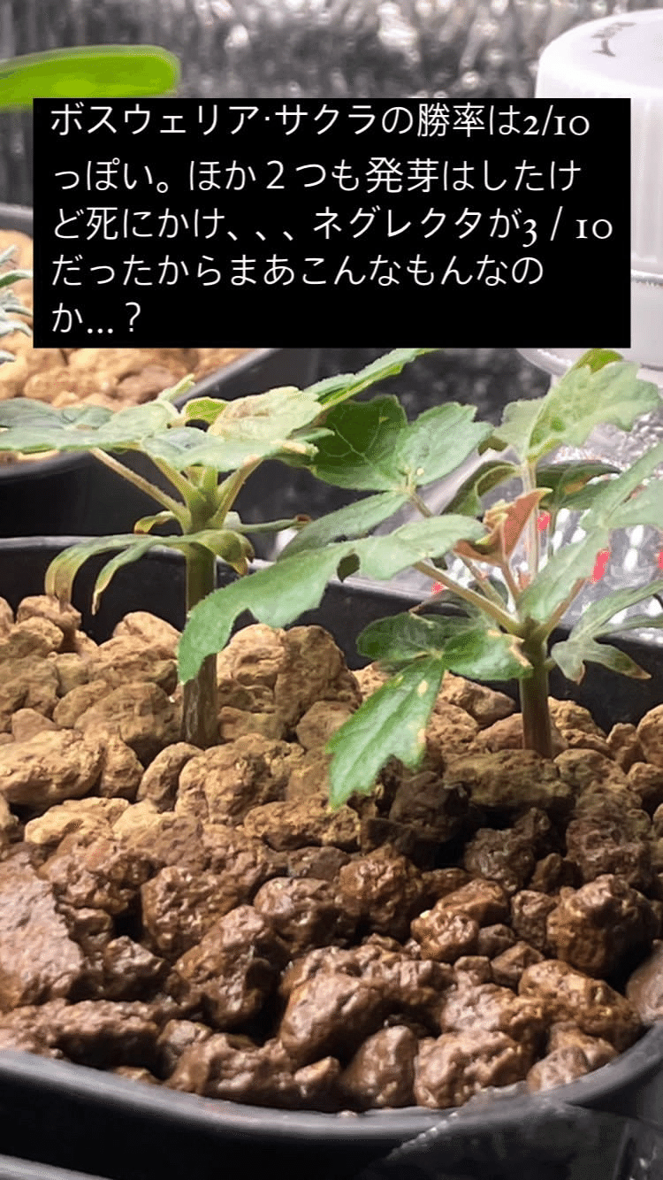 ボスウェリア・サクラの実生記録(2023.7.12〜)|きりん ボスウェリア・サクラの実生記録(2023.7.12〜)|きりん