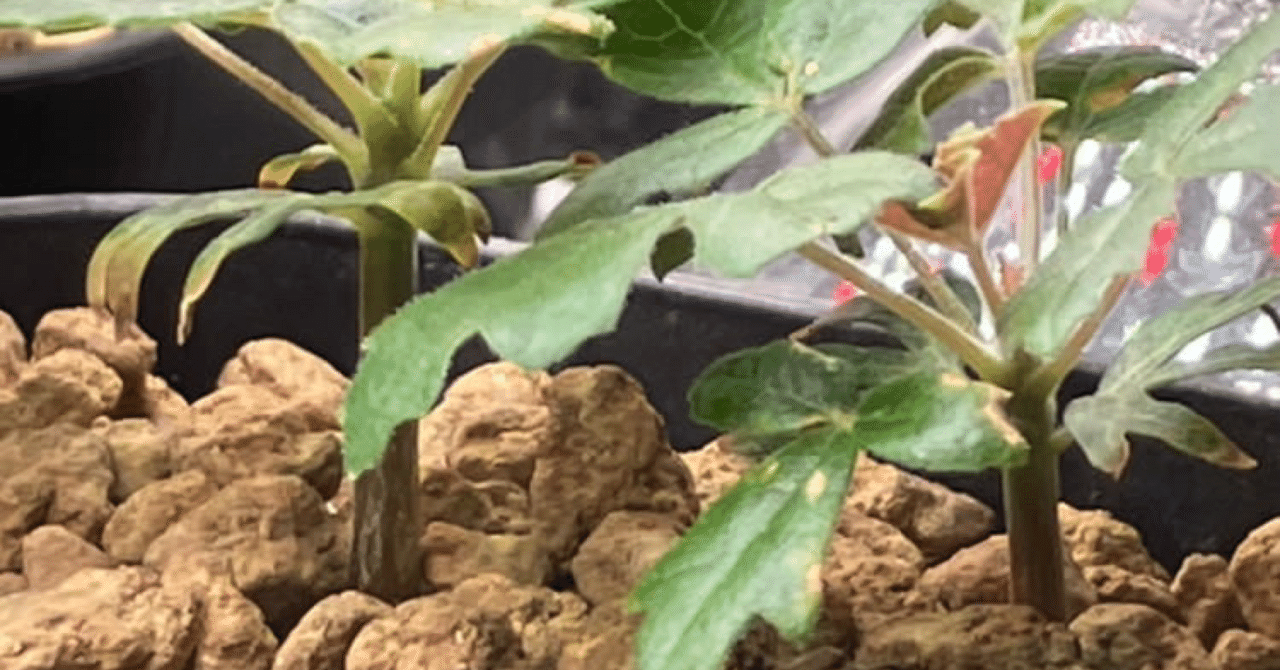 ボスウェリア・サクラの実生記録(2023.7.12〜)｜きりん