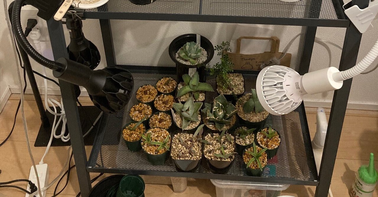 そうだ、植物棚を作ろう！｜Kimi_lla
